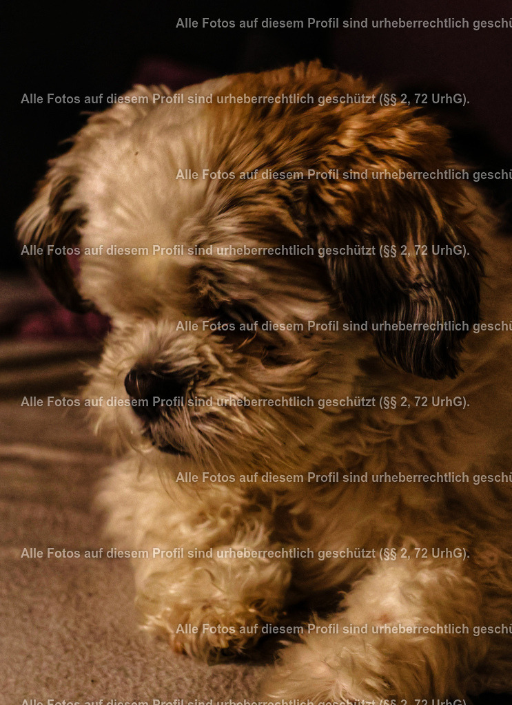 20240305213332_0C4A2565_2-01 | krollfotografie - Realisiert mit Pictrs.com