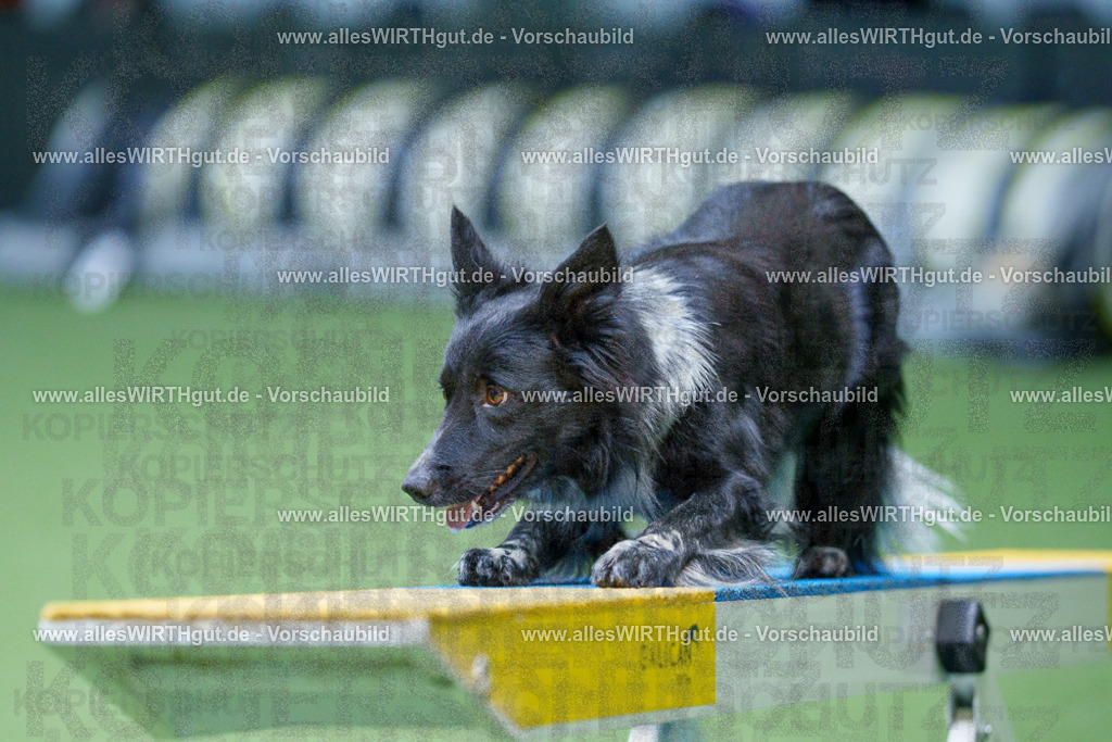 @allesWIRTHgut_Tierfotografie - www.allesWIRTHgut.de - 2604261143-7R500358 | Professionelle Tierfotografie in Mönchengladbach von Daniel Wirth (allesWIRTHgut). Liebevolle & natürliche Bilder von Hunden & Katzen für unvergessliche Erinnerungen.