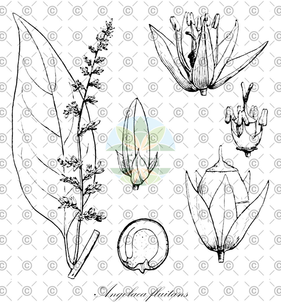 HistAbb_wfo-0000536542_232_ENZY_Simple | Historische Abbildung von Angolaea fluitans - Podostemaceae | Historical Illustration of Angolaea fluitans - Podostemaceae