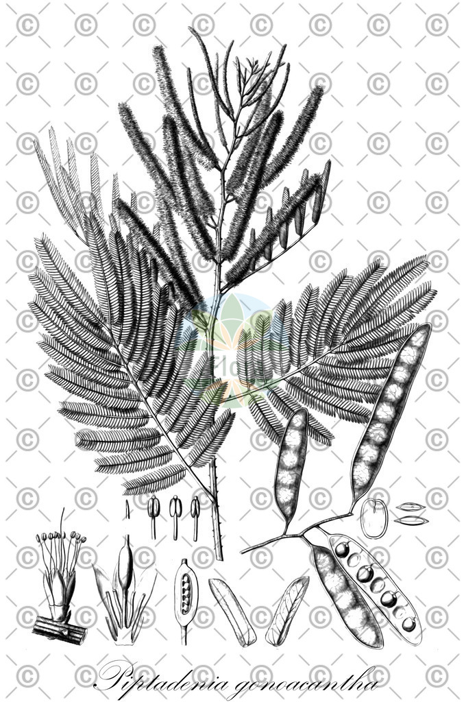 HistAbb_EMP_152560_1_SIMPLE | Historische Abbildung von Piptadenia gonoacantha - Fabaceae | Historical Illustration of Piptadenia gonoacantha - Fabaceae