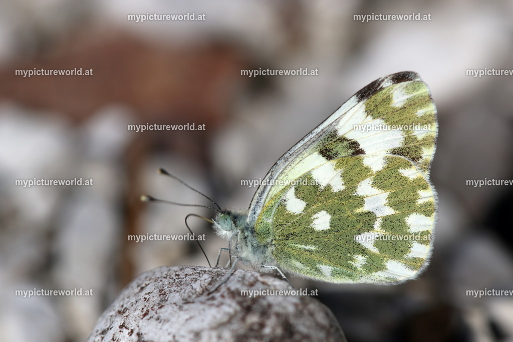 Pontia edusa-013 | Das Bilderarchiv über Tiere, Planzen und Landschaften. In der Bilddatenbank finden Sie ein große Auswahl an hochwertigen Bilder für Ihre Werbung - Realized with Pictrs.com