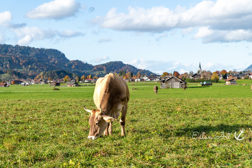 20251024-EAF_6568 | Eilun-Art-Fotografie Levke Martens, ihre Fotografin für Immobilien- und Landschaftsfotografie auf Föhr, Föhrer Motive als Poster, Leinwand, hinter Acrylglas oder stelle dir deinen eigenen Monatskalender zusammen, mit nur einem Klick