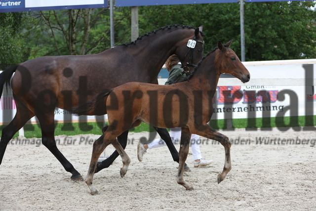 Birkhof_Fohlenchampionat_2023_KN_43 (4) | Alle Fotos der Reiterjournal Fotografin Doris Matthaes im Reiterjournal Online-Fotoshop. - Realisiert mit Pictrs.com