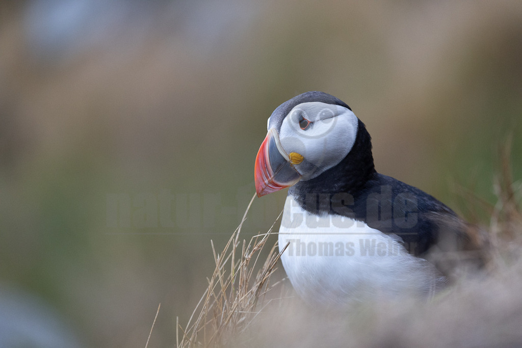 R5NF1363-20230719 | Das Bild zeigt einen Papageitaucher (Fratercula arctica) in Nahaufnahme. Der Vogel sitzt inmitten von trockenem Gras und blickt nach rechts. Sein charakteristischer, farbenfroher Schnabel und das schwarz-weiße Gefieder sind gut erkennbar. Es sind keine Interaktionen mit anderen Tieren oder Menschen sichtbar. - Realisiert mit Pictrs.com