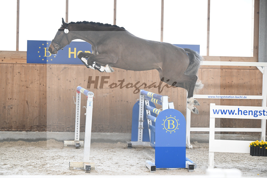 Kat-Nr. 1 Cellestina v Cellestial_Steidl_14260527 | hf-fotografie - Realisiert mit Pictrs.com