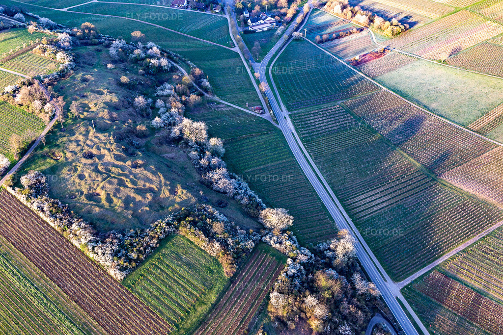 Luftbild: Naturschutzgebiet Kleine Kalmit am Ostermorgen mit Frühlingsblüte im Ortsteil Arzheim in Landau im Bundesland Rheinland-Pfalz in Deutschland. Foto: IMG_126243.jpg vom 04.04.2021 durch Werner Riehm/FLY-FOTO.de