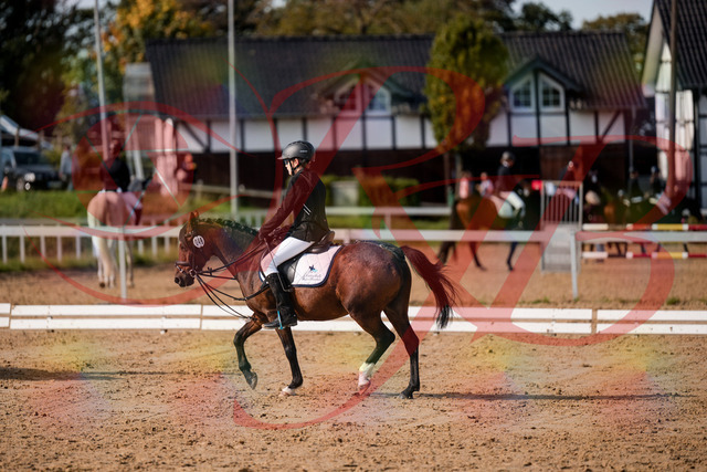 2026_10_03_Siefer-Hof_122031_Z63_43276583 | Professionelle Reitsport-, Turnier- und Eventfotografie von Robert Broda. Galerien mit ausgewählten und bearbeiteten Bildern direkt online ansehen und bestellen.