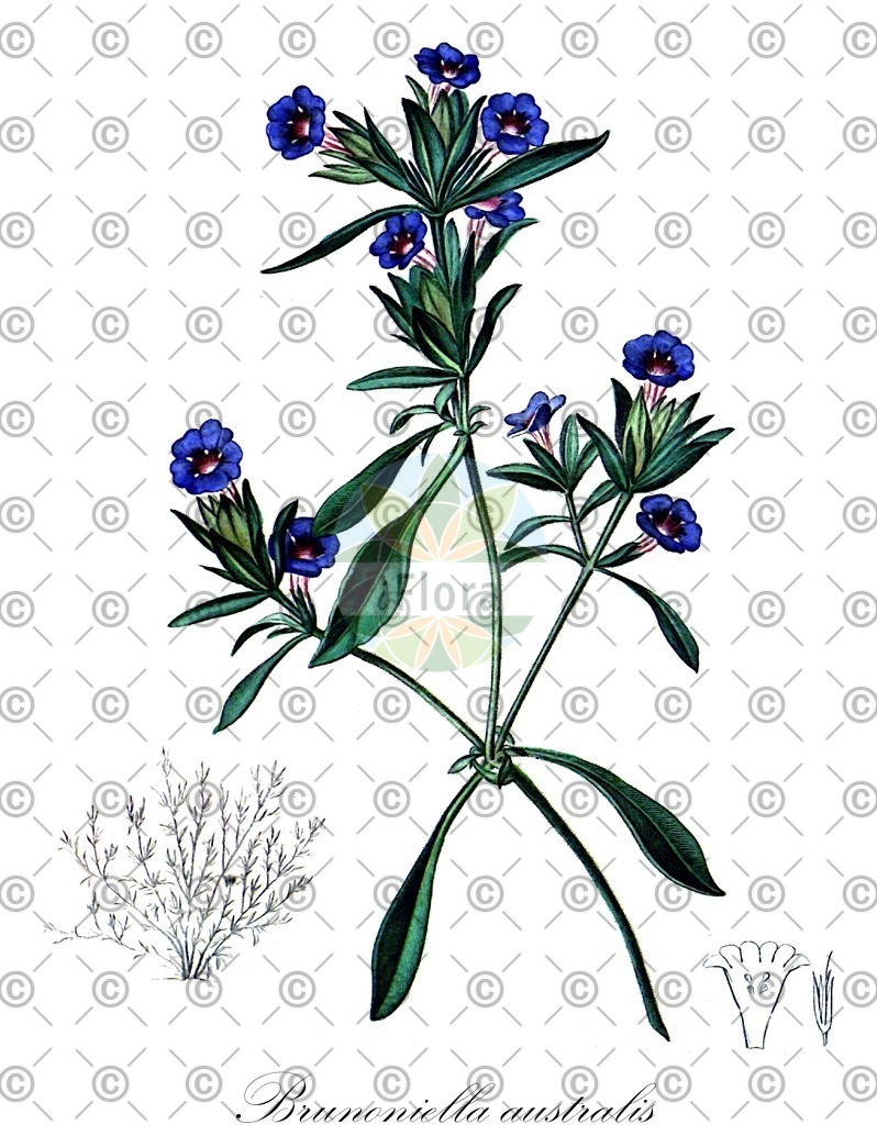HistAbb_wfo-0000762214_1_ENZY_Simple | Historische Abbildung von Brunoniella australis - Acanthaceae | Historical Illustration of Brunoniella australis - Acanthaceae