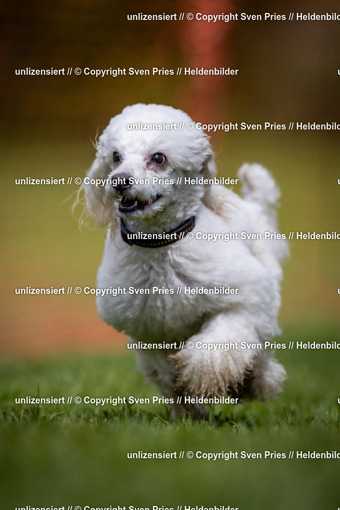 Sven Pries | 2024-04-21 - Hunderennen Baden-Oos
Foto: Sven Pries - Realisiert mit Pictrs.com