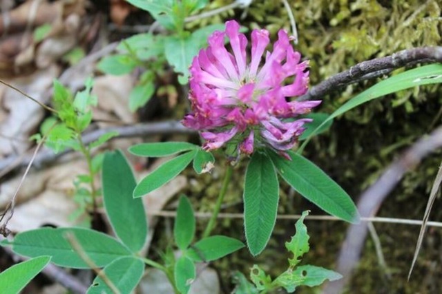 rotkleebluete | Verkauf von Fotos und  Videoclips zumThema Natur.Motive sind Pflanzen, Tiere, Landschaftenund Wetter - Realisiert mit Pictrs.com