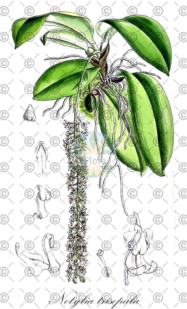 HistAbb_wfo-0000378765_1_ENZY_Simple | Historische Abbildung von Notylia trisepala - Orchidaceae | Historical Illustration of Notylia trisepala - Orchidaceae