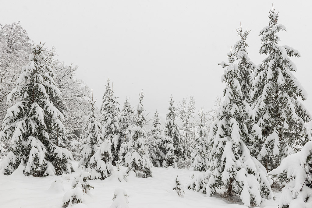 Verschneite Tannen | im Winter. - Realisiert mit Pictrs.com