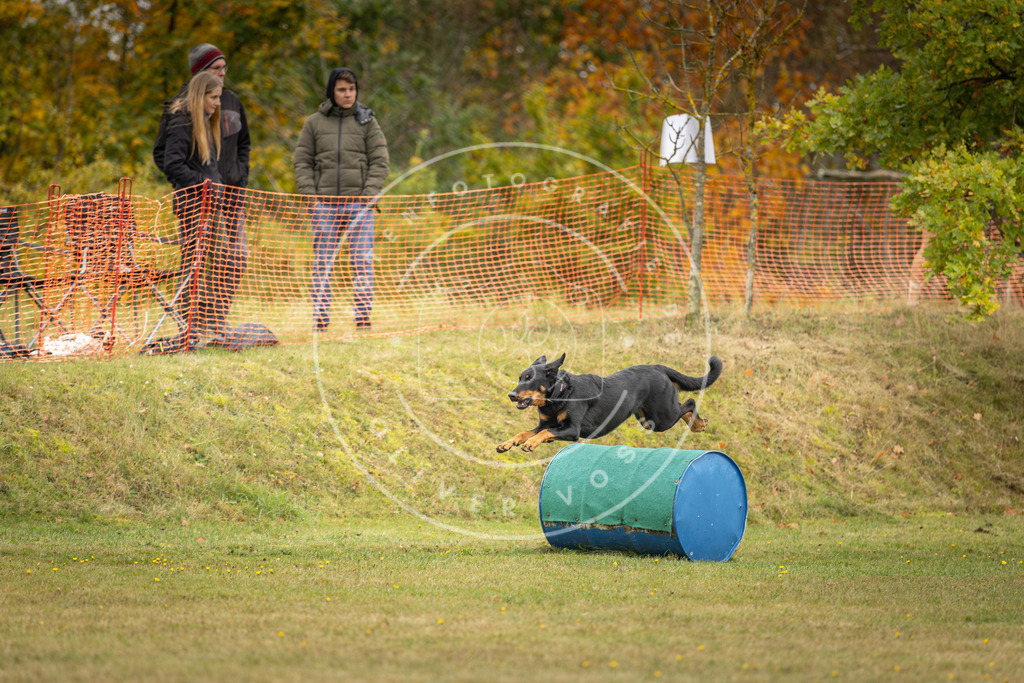 Pfotenfotografie_DV3A4709 | Hundefotografie, Tierfotograf, Pfotenfotografie, Fotoshooting Hund, Hunde Portrait, Hundesport, Hundeportraits, Heideshooting, Hunde, Sportfotograf, Hundefotograf, Turnierhundsport, THS,  - Realisiert mit Pictrs.com