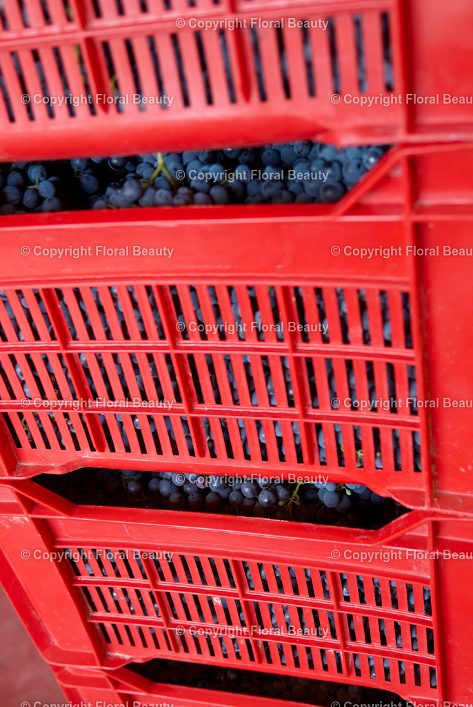 Weingut in Italien | rote Kisten gefüllt mit Weintrauben - Realisiert mit Pictrs.com
