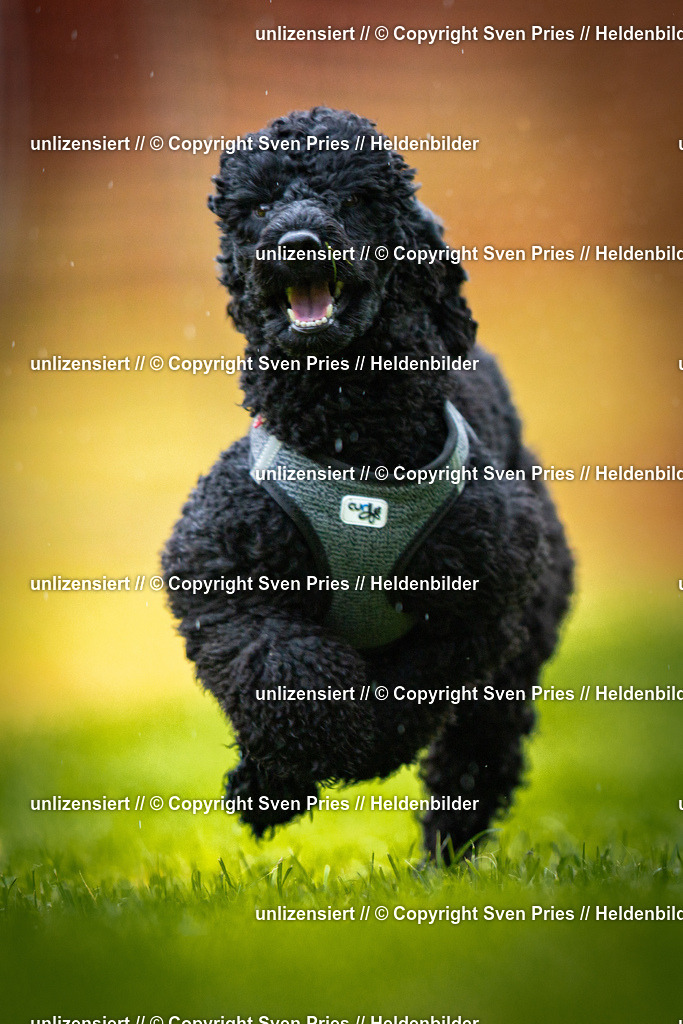 Sven Pries | 2025-09-21 - Hunderennen Baden-Oos - Realisiert mit Pictrs.com