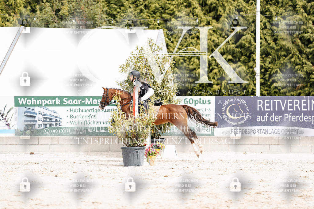 CK906776 | Turnierfotografie Pferdefotografie Trier Rheinland-Pfalz Pferdesport Reitsport Tierfotografie Sportfotografie Pferdevideo Pferdevideografie Equestrianvideography equestrianphotography  - Realisiert mit Pictrs.com