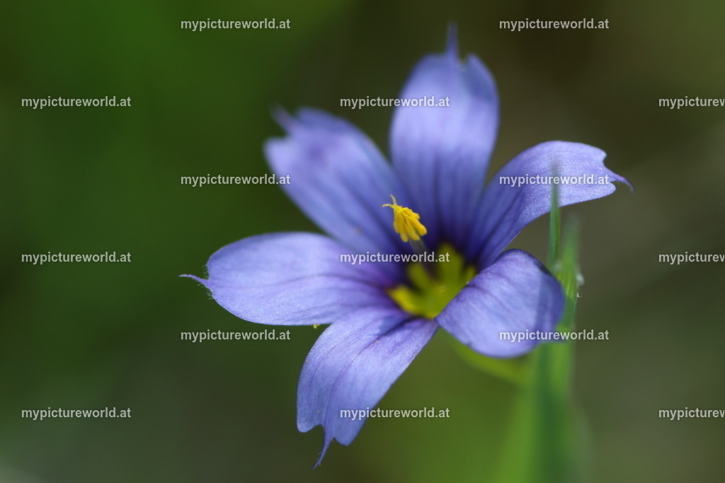 Bermuda-Grasschwertel-001 | Das Bilderarchiv über Tiere, Planzen und Landschaften. In der Bilddatenbank finden Sie ein große Auswahl an hochwertigen Bilder für Ihre Werbung - Realisiert mit Pictrs.com