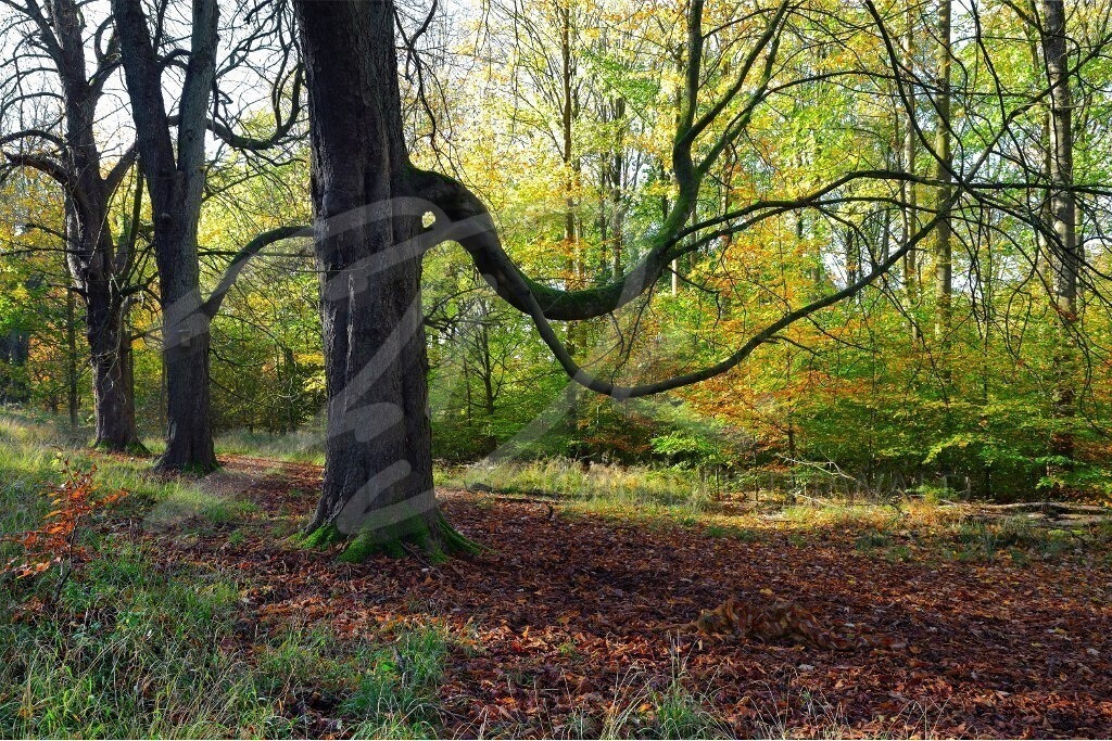 NatureArt-HERBSTLAUB_2563 | Geschwungene Herbstäste | #004 | Modell: Fee | Foto: Andreas Meier - Realisiert mit Pictrs.com