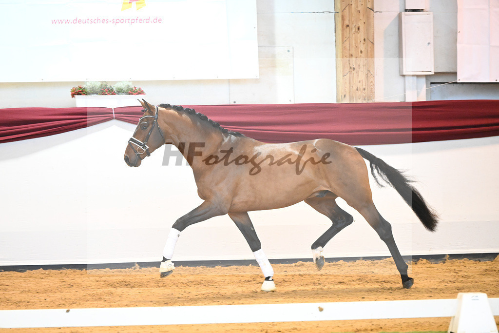 Kat-Nr. 64 v. Vitalis_Bock_66222174 | hf-fotografie - Realisiert mit Pictrs.com