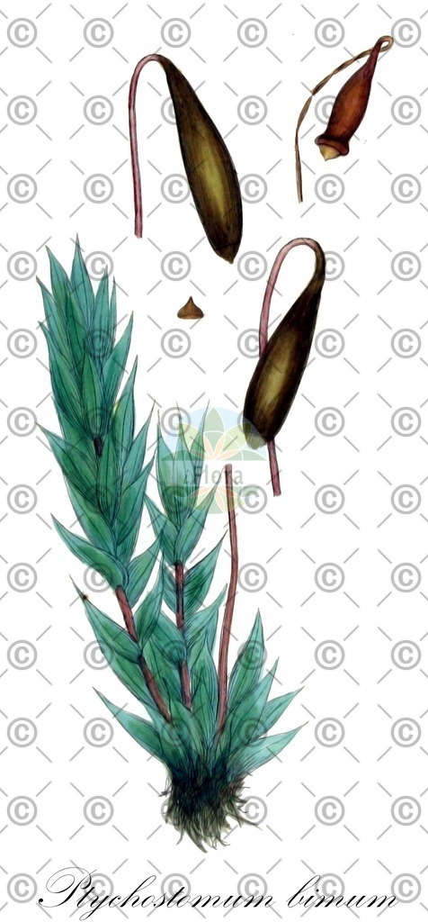 HistAbb_wfo-1000044775_1_ENZY_Simple | Historische Abbildung von Ptychostomum bimum - Bryaceae | Historical Illustration of Ptychostomum bimum - Bryaceae