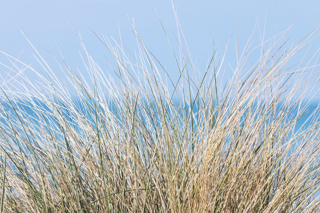Wandbild: Strandhafer direkt am Meer | Dieses Wandbild zeigt Strandhafer am Meer. Im Hintergrund ist das Meer zu sehen.