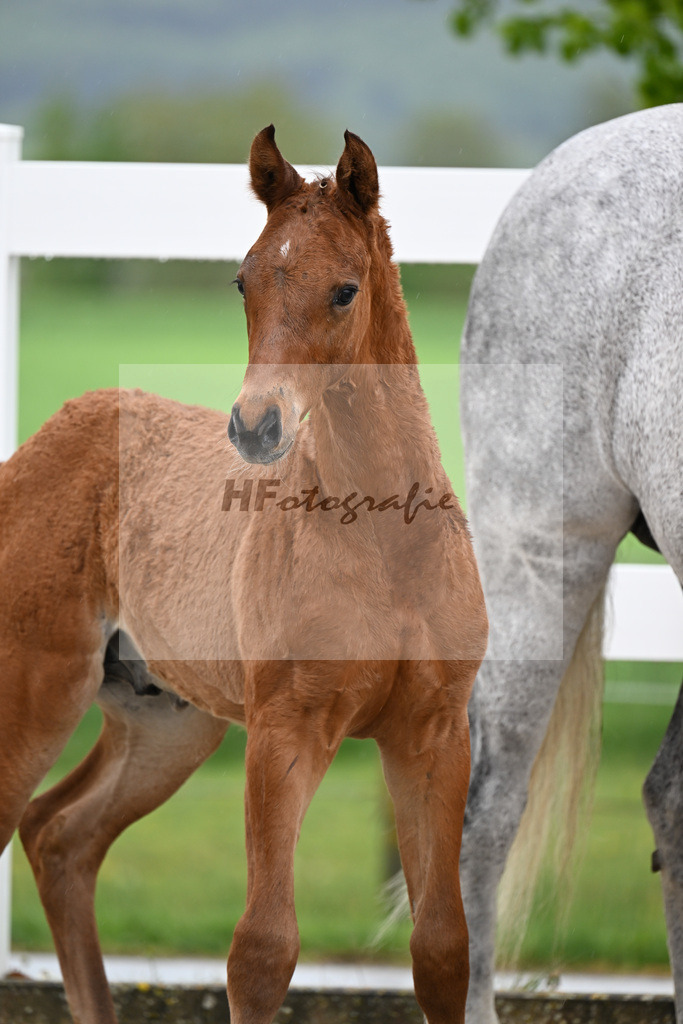 Kat-Nr. 23 HF Chaccos Son x Stolzenberg_Strohmeier_23261478 | hf-fotografie - Realizzato con Pictrs.com