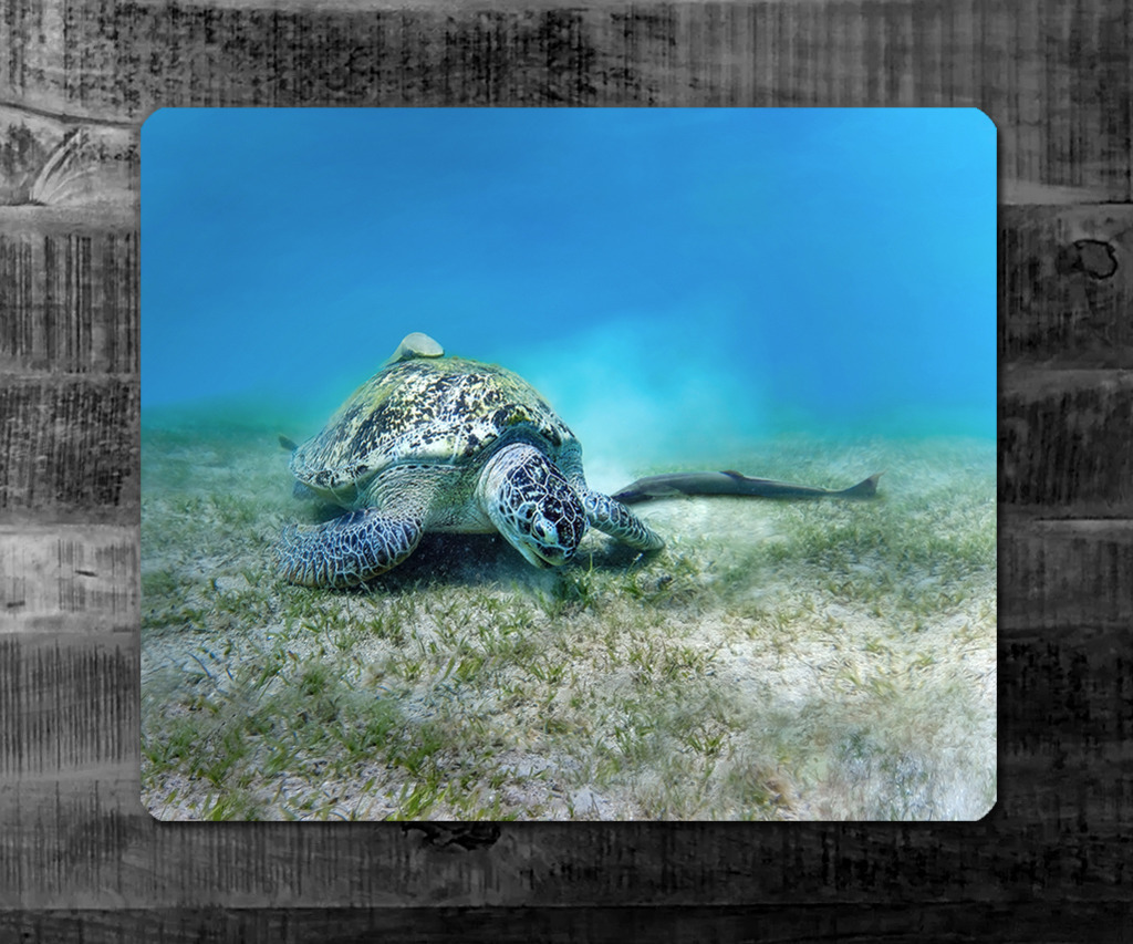 SEA TURTLE | Red Sea Egypt | WILD﻿﻿LIFE · NATURE | just﻿love · justSOMEWHERE · just poster | ﻿POSTER | LEINWAND | FINEART | HOLZDRUCK | FOREX-FOTODRUCK | ALU-DIBOND | ACRYLGLAS | WILD'N FREE | germany | the netherlands | kenya | vietnam | egypt | wildtiere | eichhörnchen - Realisiert mit Pictrs.com