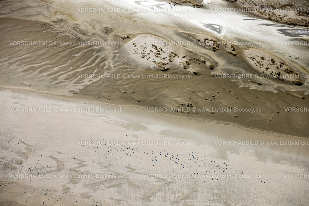Aurich251105356Norderney | Luftbild, östlichster Punkt von Norderney, Dünen und Sandstrand, Salzwiesen zwischen Möwendüne und Ostende von Norderney, Vogelschwarm, Norderney, Norddeutschland, Ostfriesland, Niedersachsen, Deutschland