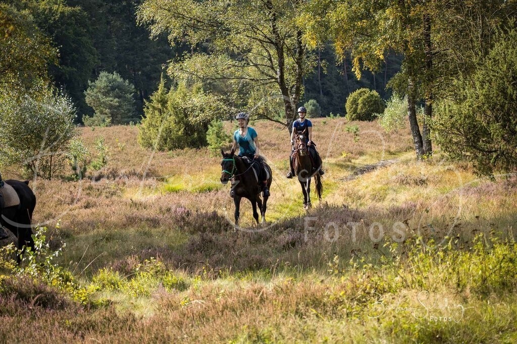 DdLH-WehlenerHeide_2025-09-20_75 | Fotografie, Veranstaltungs-Fotografie, Pferde-Fotografie, Landschafts-Fotografie, Reise-Fotografie - Realisiert mit Pictrs.com
