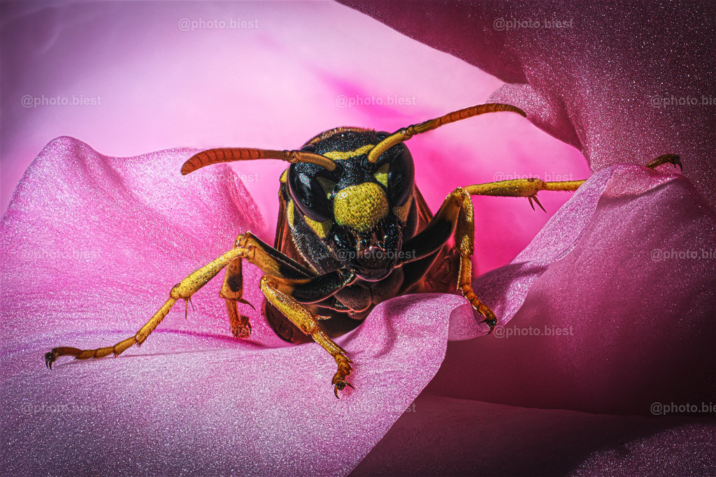 Wespenportrait | Eine Wespe kommt aus einer Gladiolenblüte. - Realisiert mit Pictrs.com