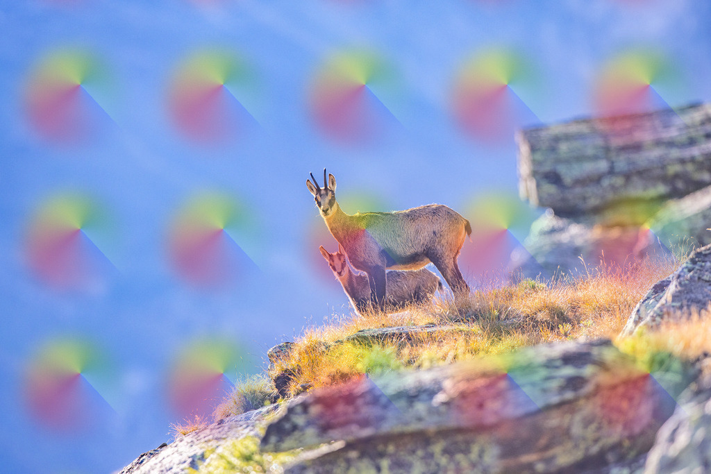 20240906-1M5A9870 | FineArtPrint, Hahnemühle, FeeGalerie, Fee Galerie, Fotokunst, Fotografie, Canonphotography, Bergfoto, Matterhorn, Rimpfischhorn, Allalinhorn, Saas-Fee, Wallis, Valais, Switzerland, Bergfotografie