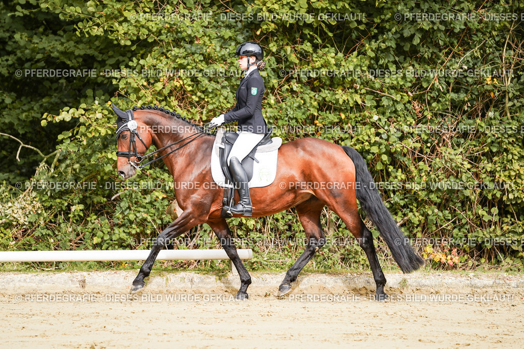 DSC01752 | Pferdegrafie