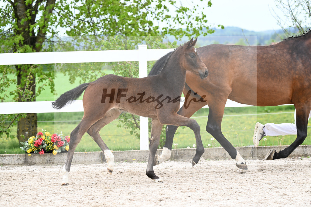 Kat-Nr. 8 HF Tesino RS x Benetton Dream_Greim_23260918 | hf-fotografie - Realisiert mit Pictrs.com