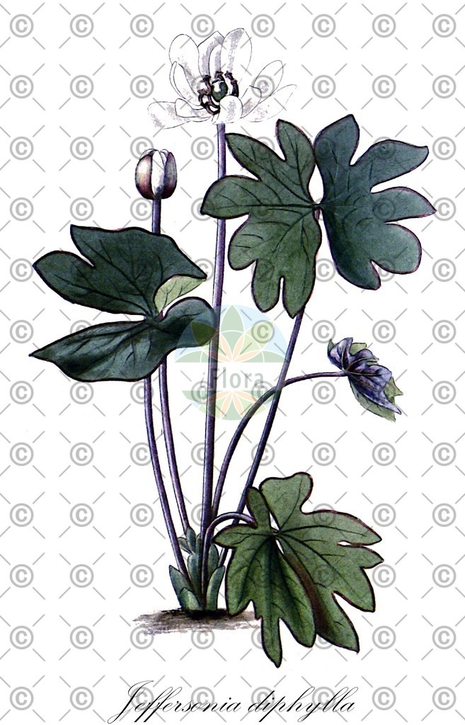 HistAbb_wfo-0000220129_1_ENZY_Simple | Historische Abbildung von Jeffersonia diphylla - Berberidaceae | Historical Illustration of Jeffersonia diphylla - Berberidaceae (rheumatism-root)