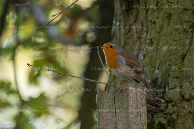 2022191 | Tierfotografie, Tierkalender, Tierbilder, Insekten, Spinnen, Vögel, Schmetterling, Libellen, Leinwand, Colorkey, Qualität, Geschenkartikel, Geschenk - Realisiert mit Pictrs.com