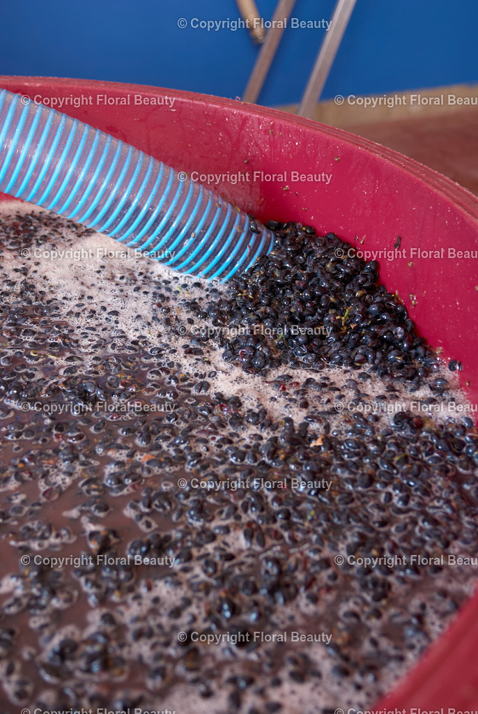 Weingut in Italien | Maischepresse mit Maische - Realisiert mit Pictrs.com