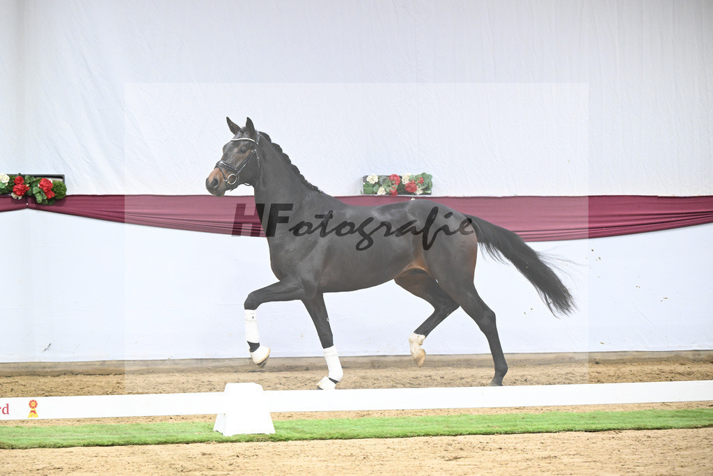 Kat-Nr. 128 Vitalis x De Kooning_Stall Buchenhof_47254268 | hf-fotografie - Realisiert mit Pictrs.com