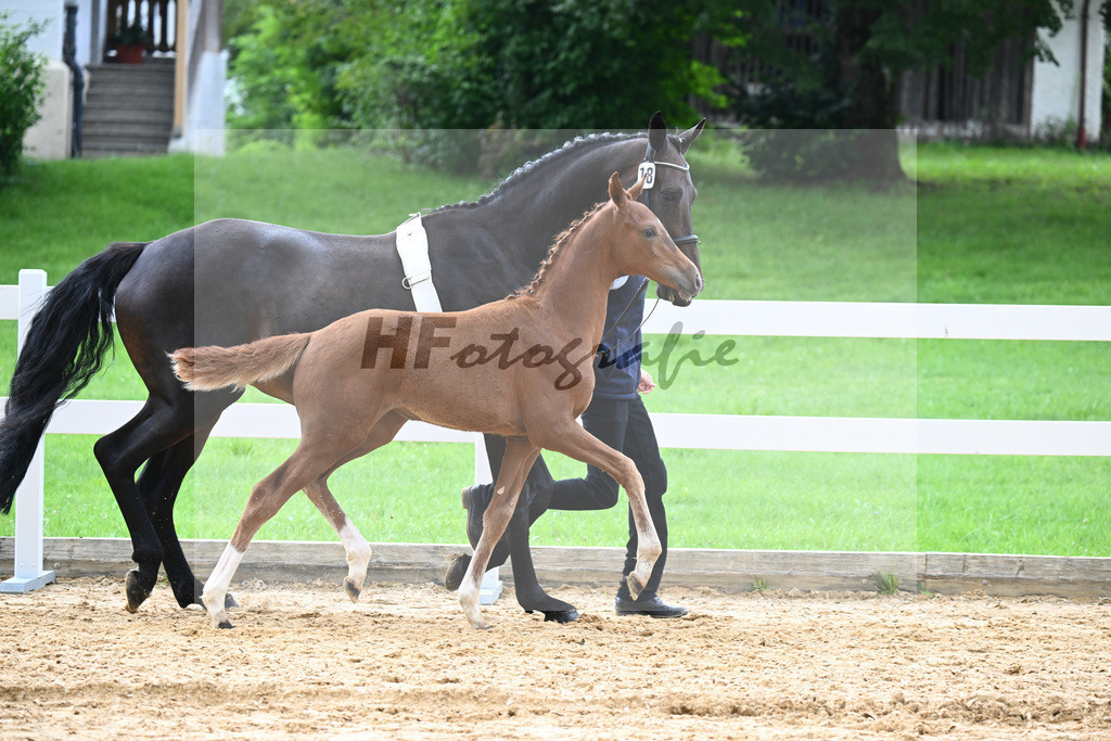 Kat-Nr. 18 Valenziano x Bossanova_HLG Schwaiganger_27140611 | hf-fotografie - Realisiert mit Pictrs.com