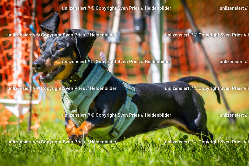 Hunderennen_April_2026_869 | 2026-04-26 - Hunderennen Baden-Oos April 2026 - Realisiert mit Pictrs.com