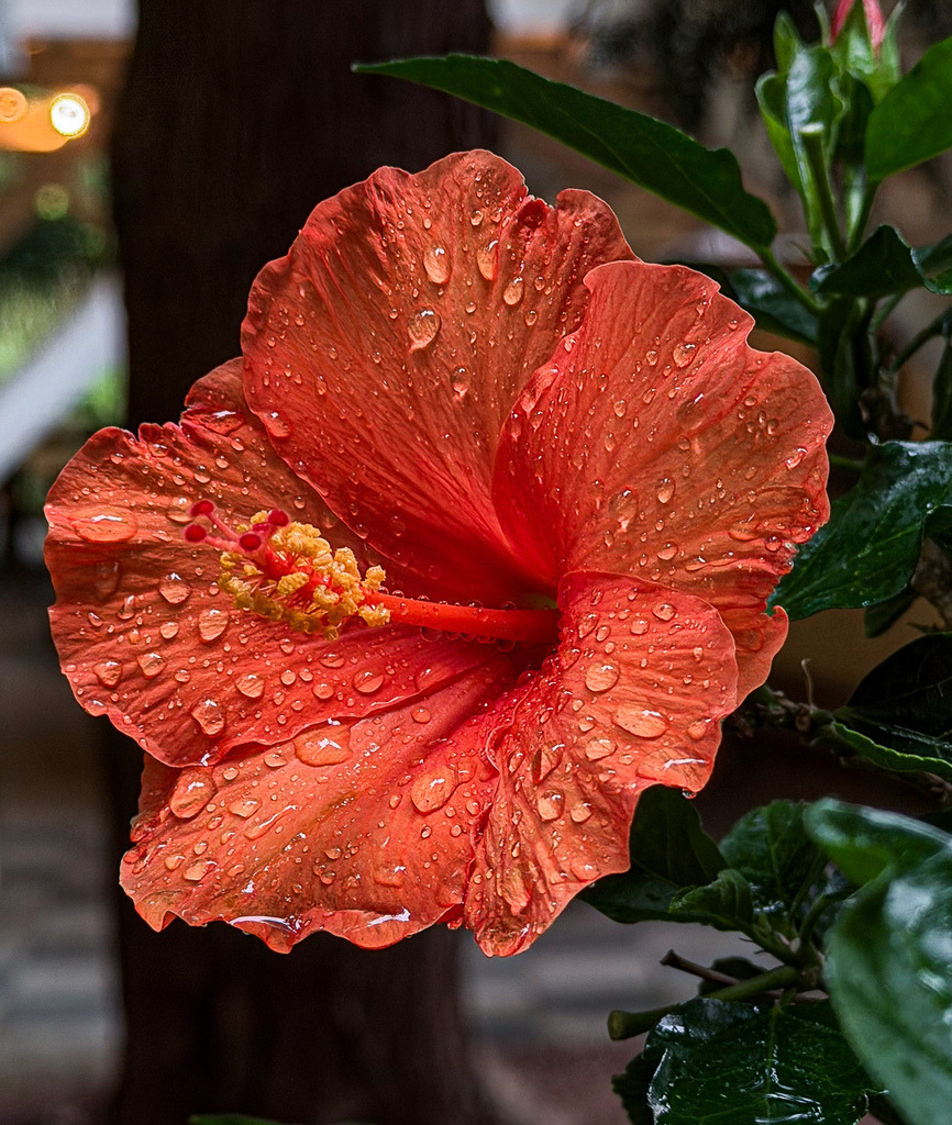 Flammender Hibiskus – Tropische Eleganz im Morgentau | Erleben Sie die Natur in ihrer intensivsten Pracht. Diese detailreiche Makroaufnahme fängt das leuchtende Rot einer Hibiskusblüte ein, besetzt mit funkelnden Wassertropfen. Ein edler Blickfang für moderne Räume, der als Wandbild – besonders auf Acrylglas oder Alu-Dibond – eine faszinierende Tiefe entfaltet. Kunstfotografie aus der Region Lörrach/Basel. - Realisiert mit Pictrs.com