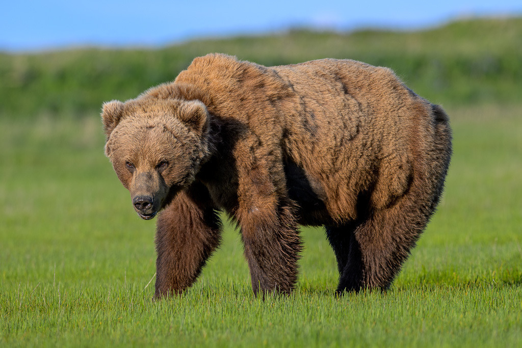 Alaska | Braunbären im Katmai National Park. - Realisiert mit Pictrs.com