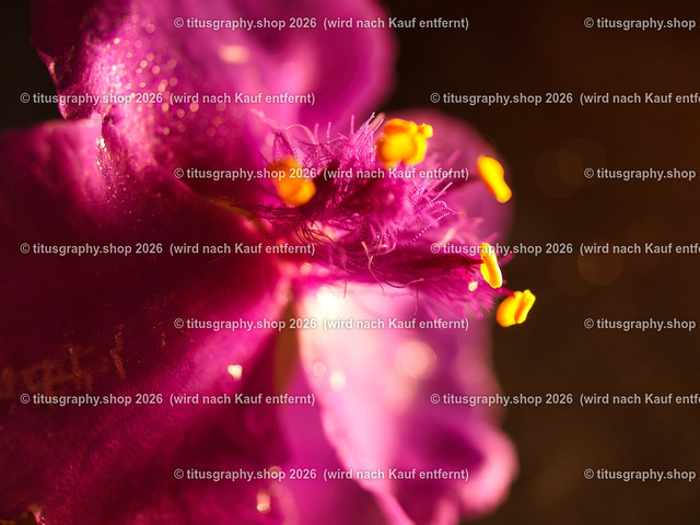 titusgraphy_P7018603-vz-ln | titusgraphy-shop: Geschenkideen mit Qualitätsfotos. titusgraphy-shop: gift ideas with quality photos. titusgraphy-shop: idées cadeaux avec photos de qualité.  - Realisiert mit Pictrs.com