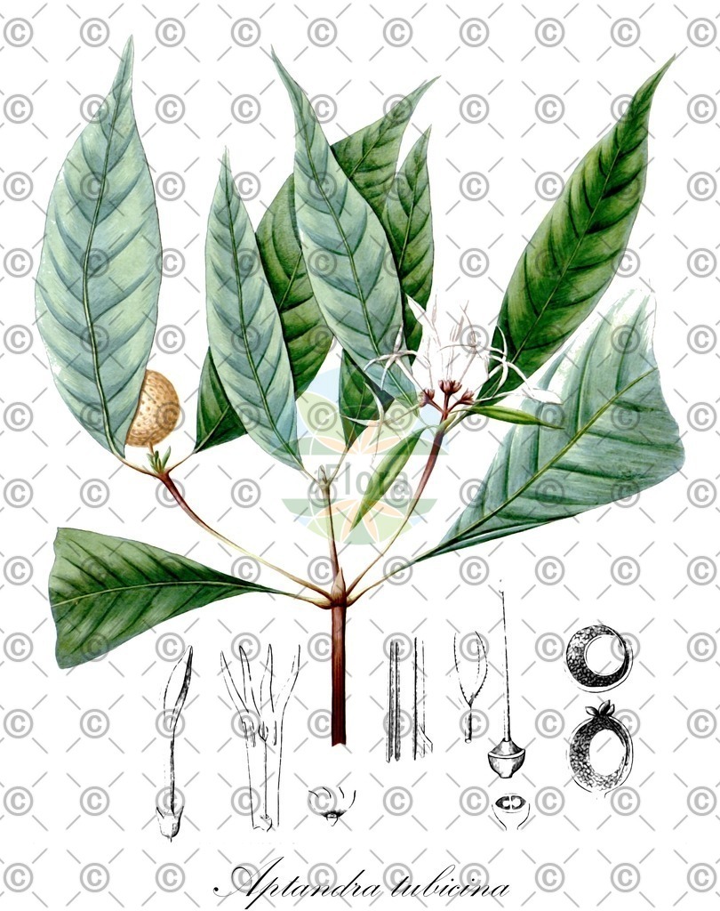 HistAbb_wfo-0000340432_1_ENZY_Simple | Historische Abbildung von Aptandra tubicina - Olacaceae | Historical Illustration of Aptandra tubicina - Olacaceae