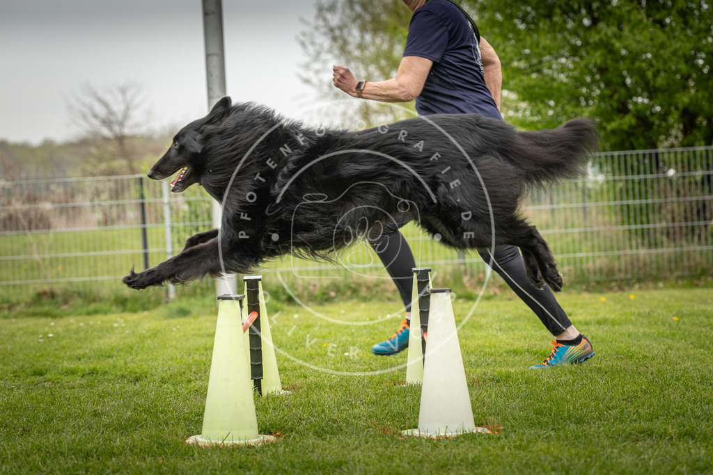Pfotenfotografie_DV3A2826 | Hundefotografie, Tierfotograf, Pfotenfotografie, Fotoshooting Hund, Hunde Portrait, Hundesport, Hundeportraits, Heideshooting, Hunde, Sportfotograf, Hundefotograf, Turnierhundsport, THS,  - Realisiert mit Pictrs.com