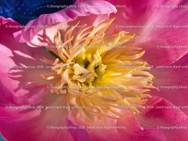 titusgraphy_P6150252-vz-ln | titusgraphy-shop: Geschenkideen mit Qualitätsfotos. titusgraphy-shop: gift ideas with quality photos. titusgraphy-shop: idées cadeaux avec photos de qualité.  - Realisiert mit Pictrs.com