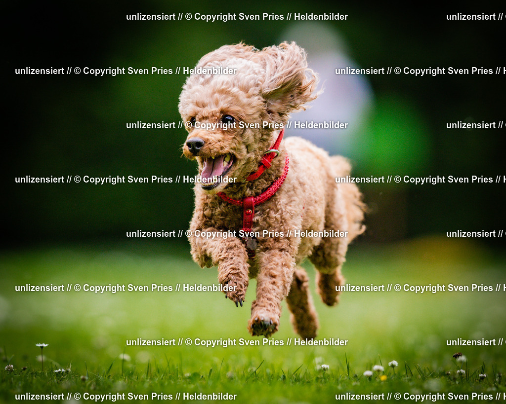 Sven Pries | 2025-05-29 - Pudelrennen KA-Durlach - Realisiert mit Pictrs.com