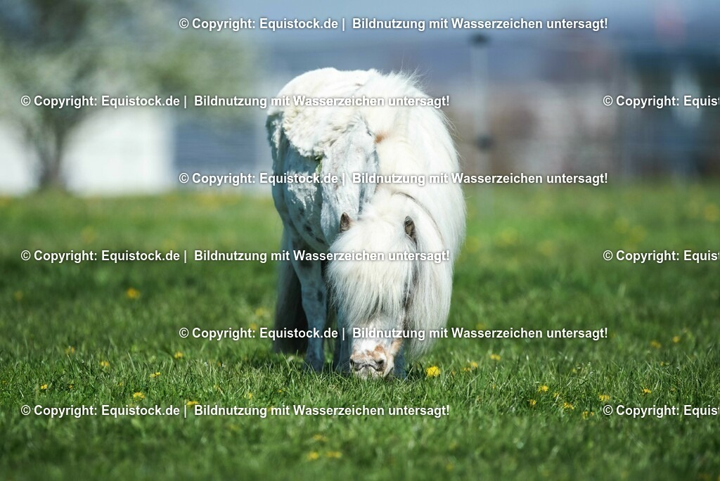 20210426_Pferd-auf-Koppel_0133 | equistock