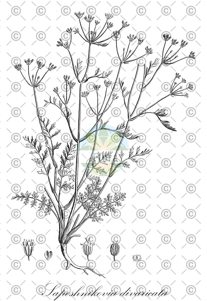 HistAbb_wfo-0001129103_1_ENZY_Simple | Historische Abbildung von Saposhnikovia divaricata - Apiaceae | Historical Illustration of Saposhnikovia divaricata - Apiaceae