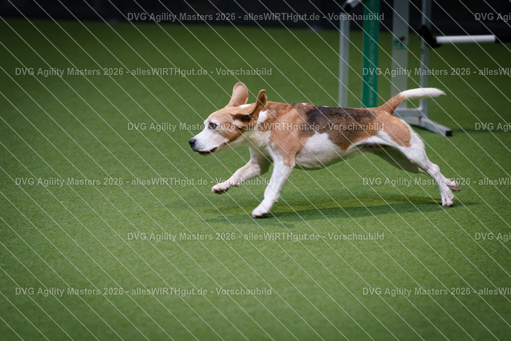 allesWIRTHgut_Tierfotografie-DVG_Agility_Masters_2026-11_22-7R505796 | Professionelle Tierfotografie in Mönchengladbach von Daniel Wirth (allesWIRTHgut). Liebevolle & natürliche Bilder von Hunden & Katzen für unvergessliche Erinnerungen.