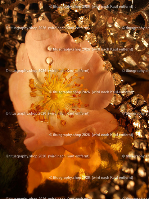 titusgraphy_P6147540-vz-ln | titusgraphy-shop: Geschenkideen mit Qualitätsfotos. titusgraphy-shop: gift ideas with quality photos. titusgraphy-shop: idées cadeaux avec photos de qualité.  - Realisiert mit Pictrs.com